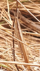 Brachycrotaphus tryxalicerus