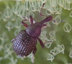 Cyrtobagous salviniae