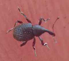 Cyrtobagous salviniae