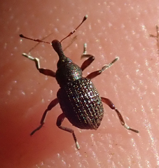 Cyrtobagous salviniae