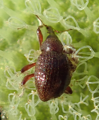 Cyrtobagous salviniae