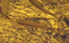 Characiformes