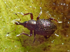 Cyrtobagous salviniae