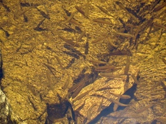 Characiformes