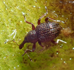 Cyrtobagous salviniae