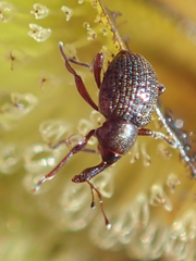 Cyrtobagous salviniae