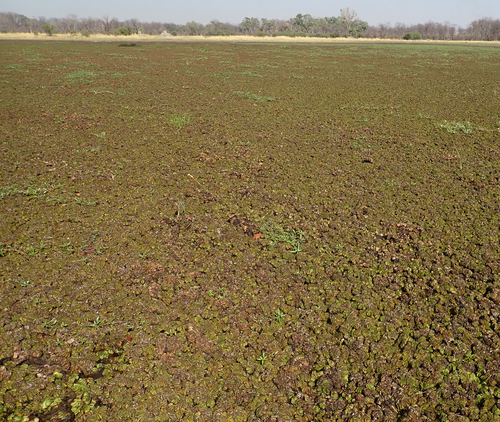 Salvinia molesta image