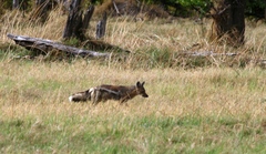 Lupulella adusta adusta