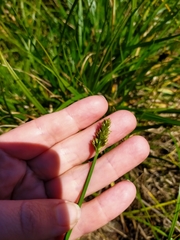 Carex otrubae