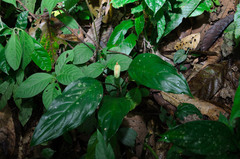 Homalomena occulta