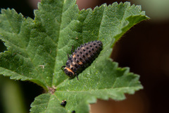 Hippodamia variegata