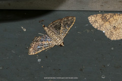 Glyphodes pulverulentalis