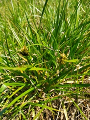 Carex otrubae