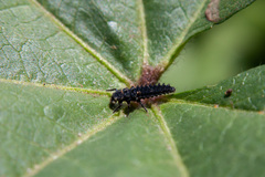 Hippodamia variegata