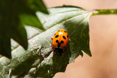 Hippodamia variegata
