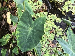 Tarophagus colocasiae