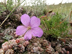Erodium tataricum