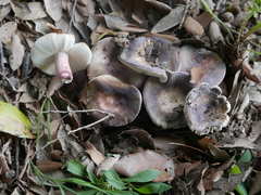 Russula violeipes