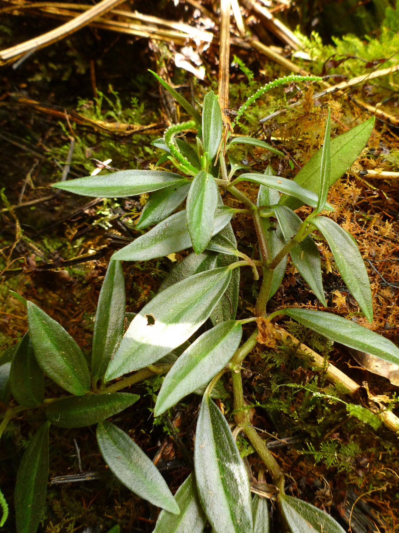 Peperomia remyi