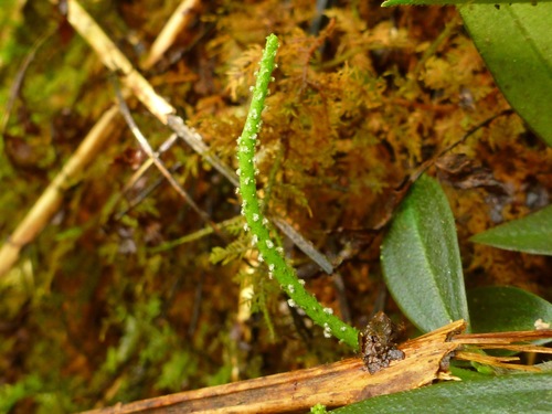 Peperomia remyi