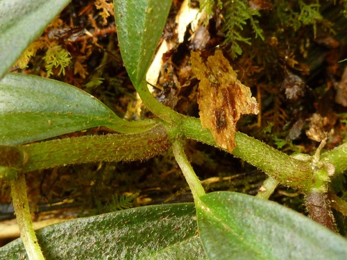 Peperomia remyi