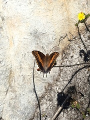 Charaxes pelias