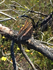 Charaxes pelias