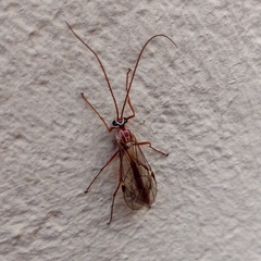 Ophion