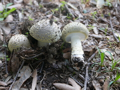 Amanita franchetii