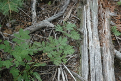 Artemisia franserioides