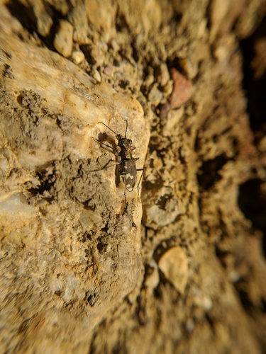 svižník hôrny (Cicindela sylvicola)