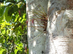 Bulbophyllum insectiferum