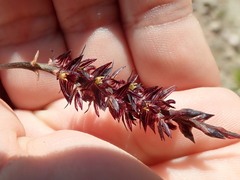 Bulbophyllum insectiferum