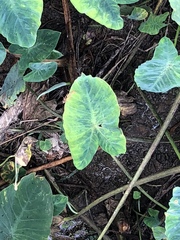 Tarophagus colocasiae