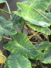 Tarophagus colocasiae