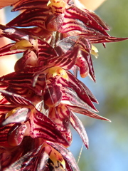 Bulbophyllum insectiferum
