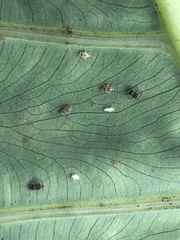 Tarophagus colocasiae