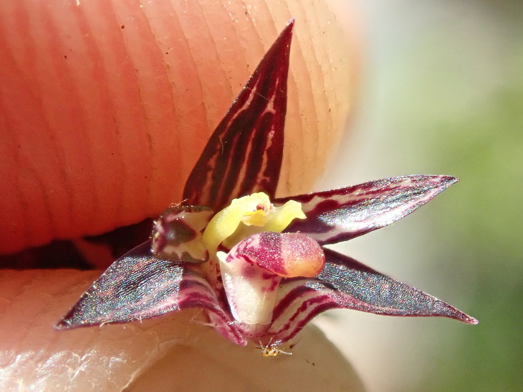 Bulbophyllum insectiferum