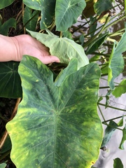 Tarophagus colocasiae