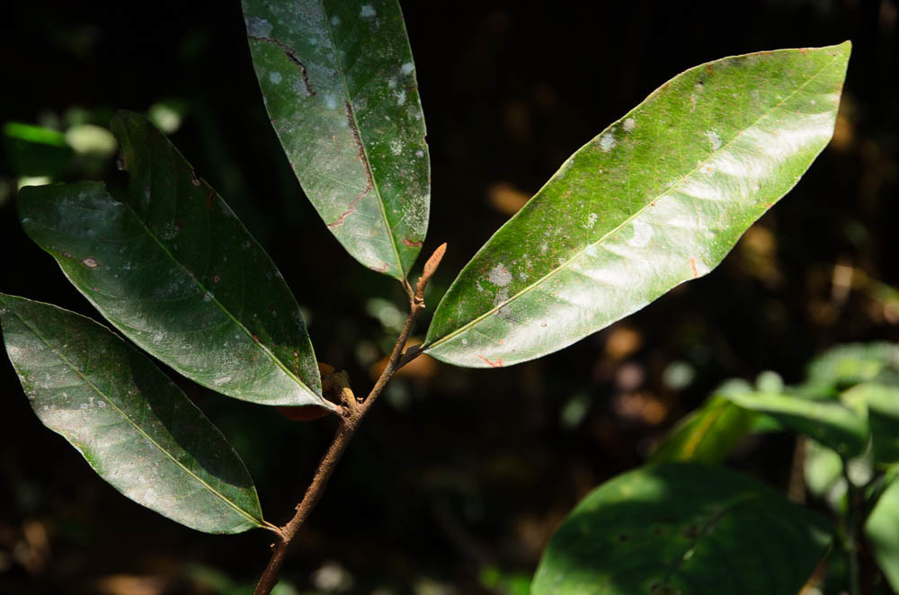 Knema tonkinensis