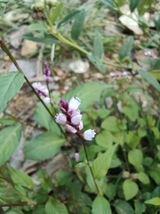 Persicaria posumbu