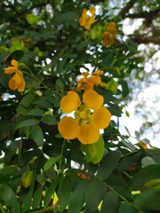 Gonopterodendron arboreum