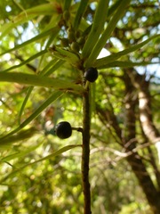 Myrsine linearifolia