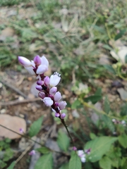 Persicaria posumbu