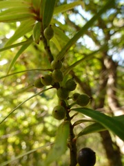 Myrsine linearifolia