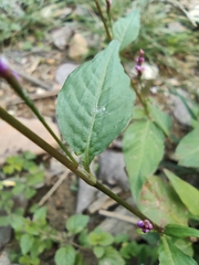 Persicaria posumbu