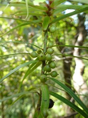 Myrsine linearifolia