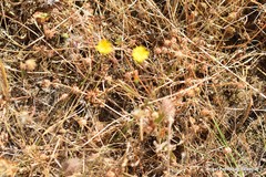 Trifolium glomeratum