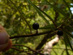 Myrsine linearifolia