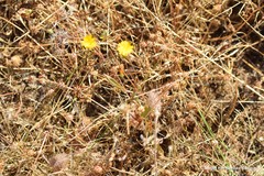 Trifolium glomeratum